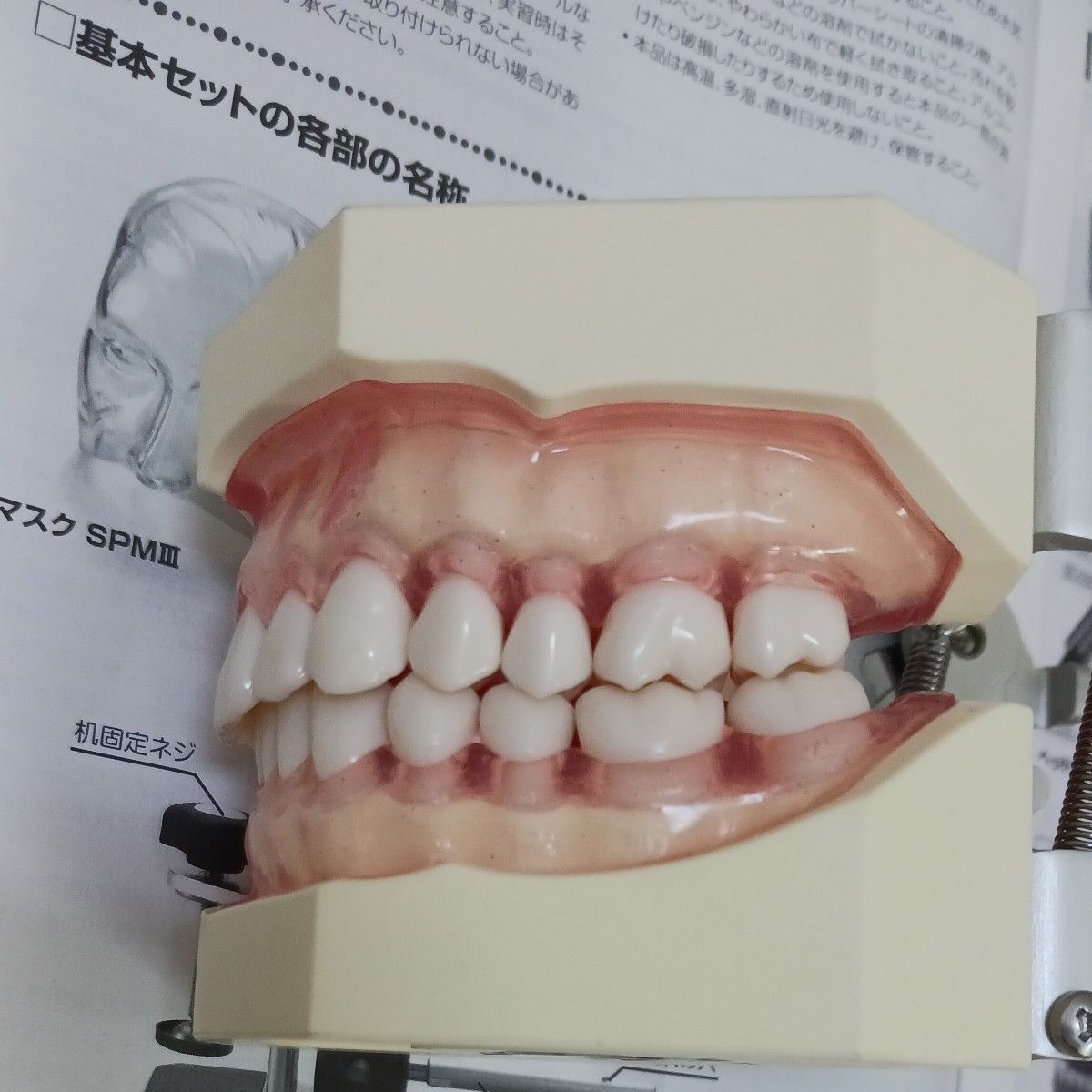 R7 0430 ① 歯科器具機器 顎 模型 技工 歯牙 見本 サンプル診療練習
