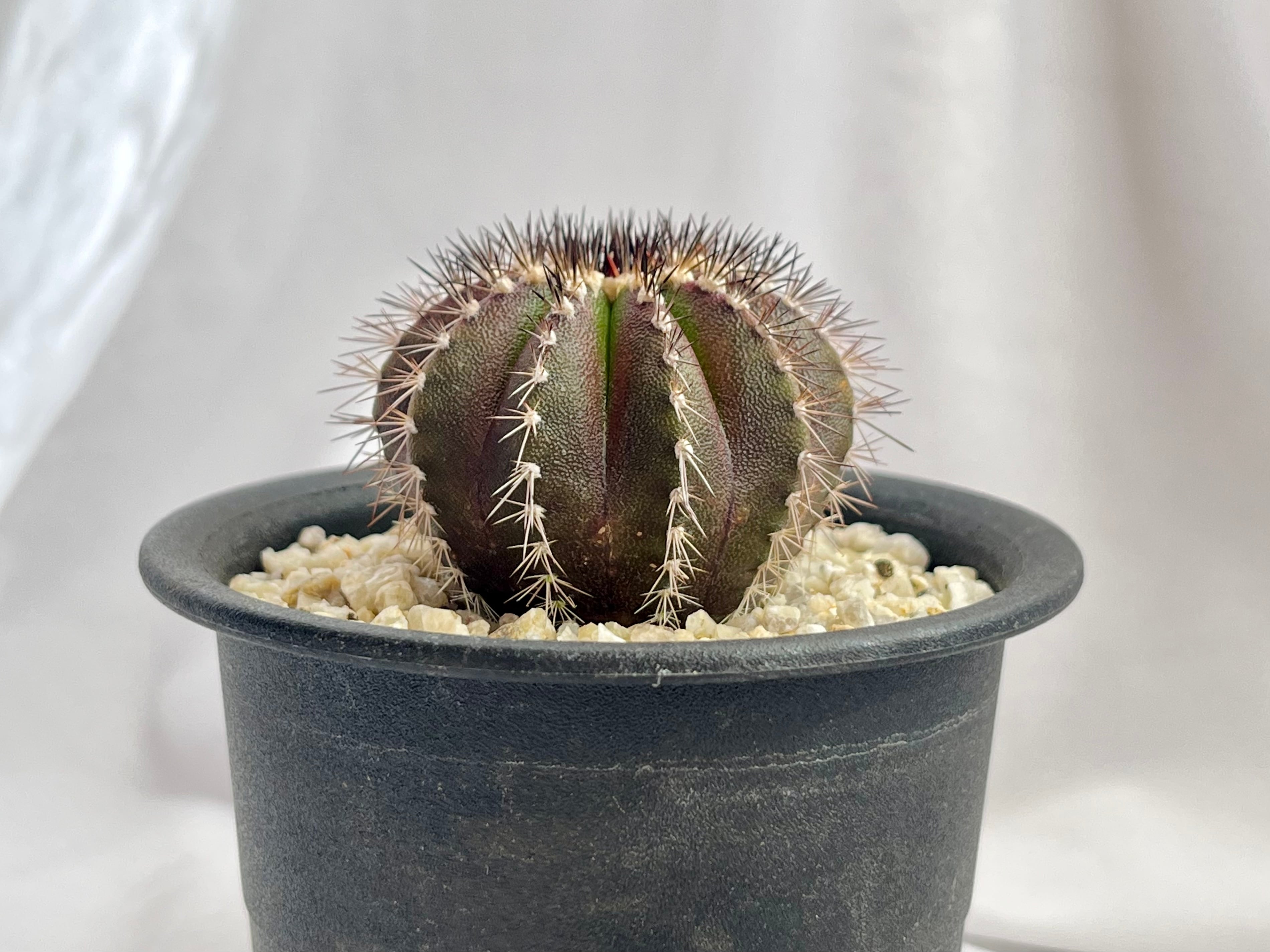 Uebelmmania pectinifera ユーベルマニア・ペクチニフェラ サボテン