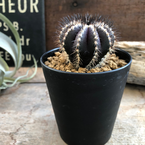 ユーベルマニア・ペクチニフェラ♡サボテン♡インテリア アート