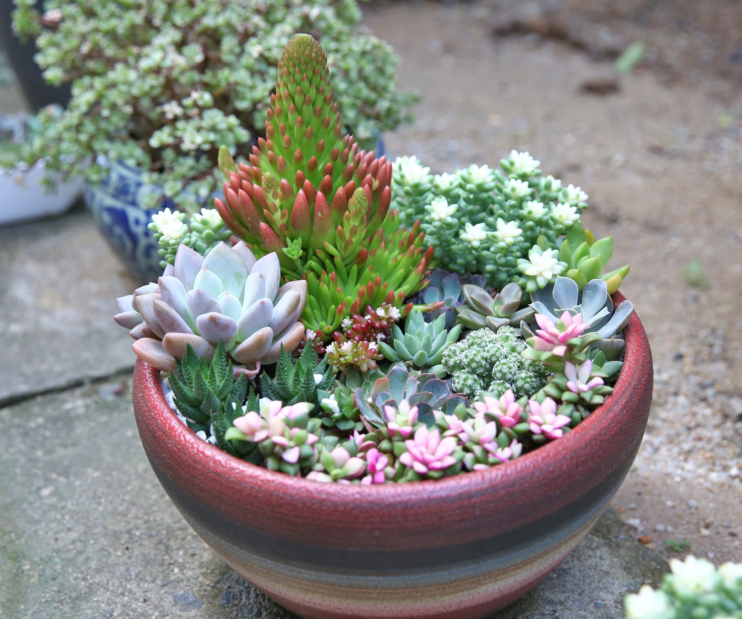 サボテンや多肉植物の寄せ植えのやり方｜育て方・水やりのタイミング