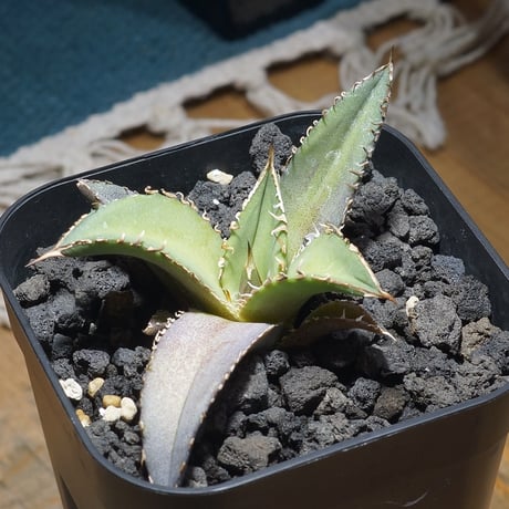 アガベキングアーサー | STORES