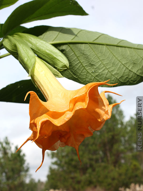 Langenbuscher Garten Angel Trumpet – Kens-Nursery