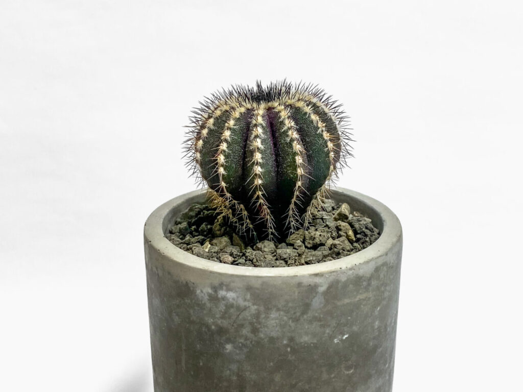 人気サボテン、ユーベルマニア・ペクチニフェラを育てて一年後… | もす