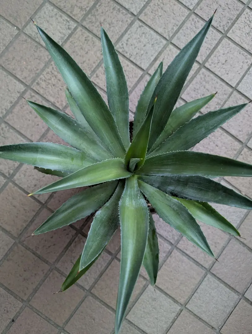 2026年最新】フランゾシニーの人気アイテム - メルカリ