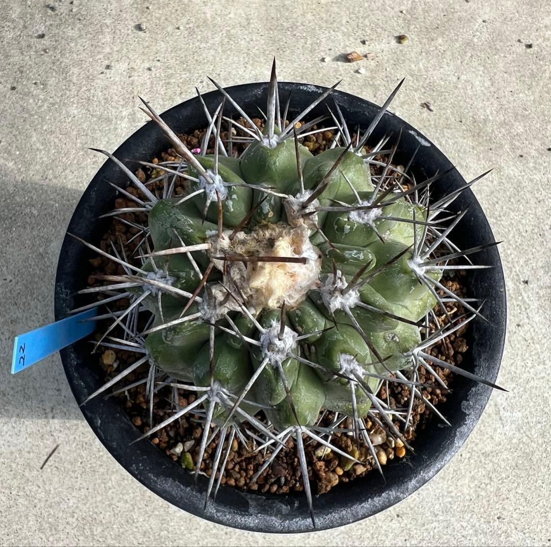 コピアポア　ルペルトリス　カキコ 2026.1.25 コルムナアルバ 山木カキコ。先日コピアポアの魅力について