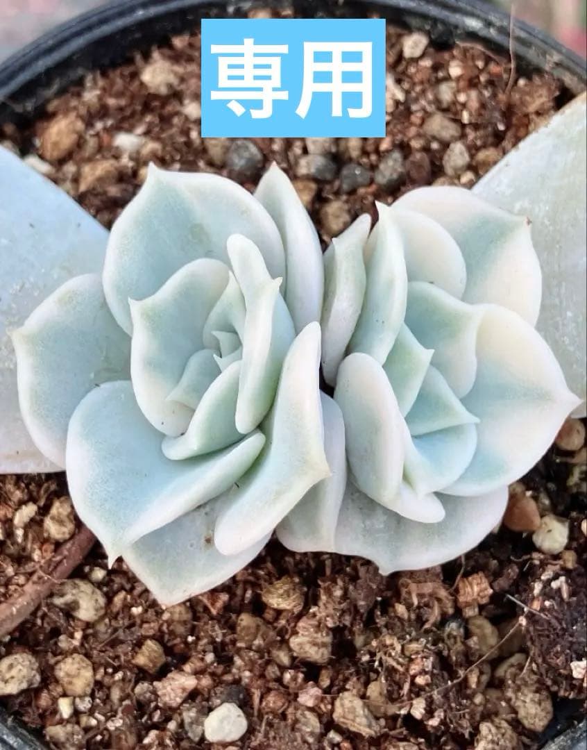 多肉植物　摘芯株　リラシナ錦　抜き苗 多肉植物 摘芯株 リラシナ錦 抜き苗