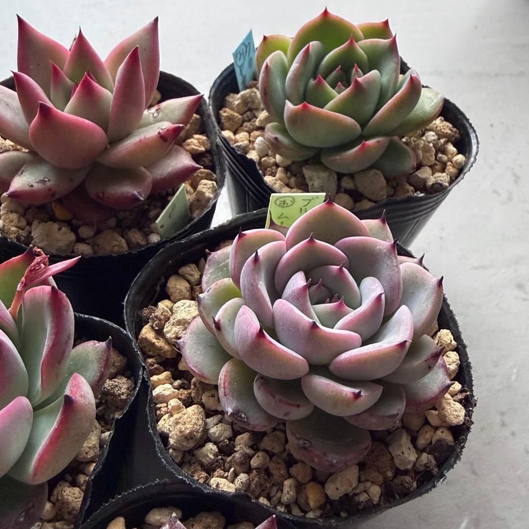 no. 716 おらいさん苗6個セット 青鬼 ミックスベリア 青札 抜き苗